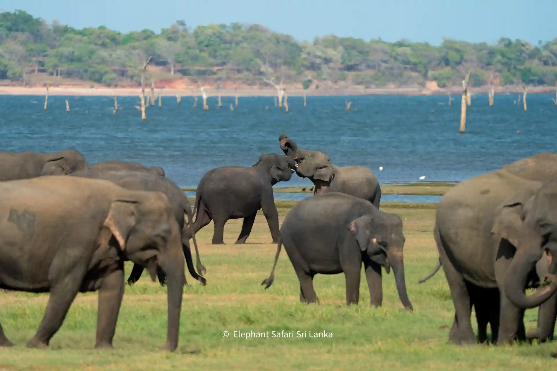 Kaudulla National Park Best Safari Jeep Tour photo 3